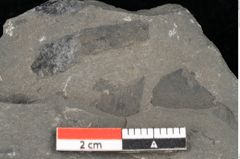 Foto (Detailansicht) von Dictyophyllum obtusilobum Sch. (NHMW-GEO-2024-0188-10505)